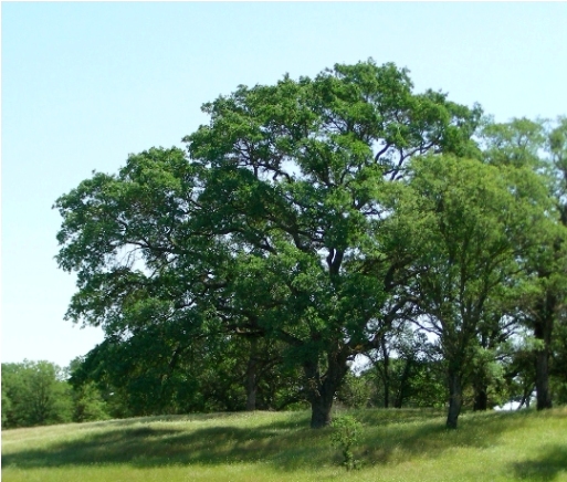 Heritage Oak Tree