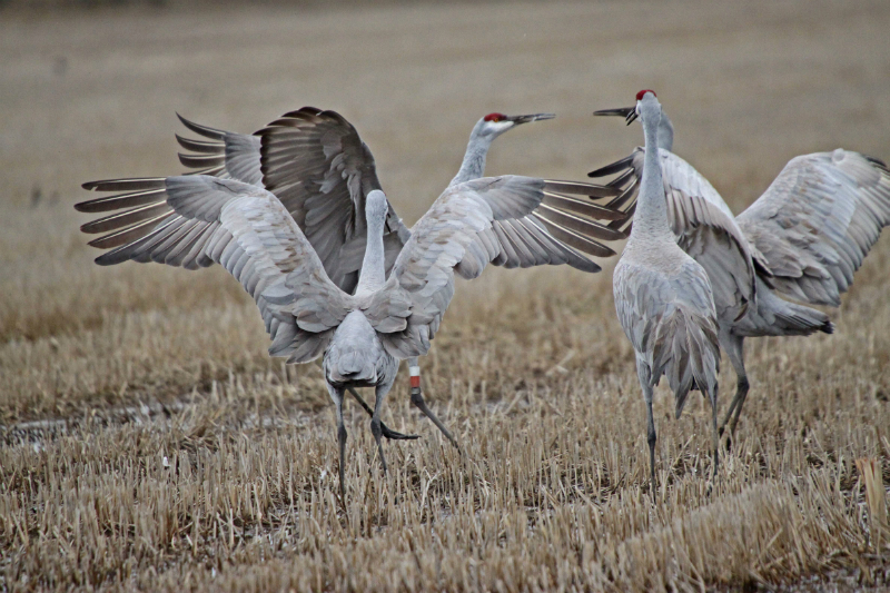 Birds in a field